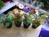 Bonsai Specification image